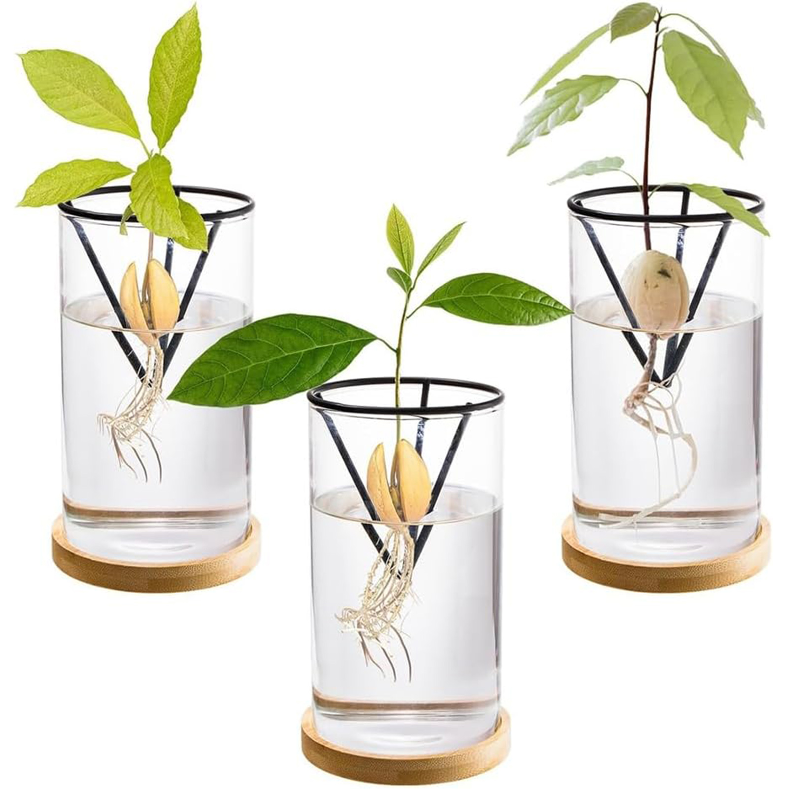 Crystal Growing Kit - 1Set Avocado Boom Groeiende Kits Hydrocultuur