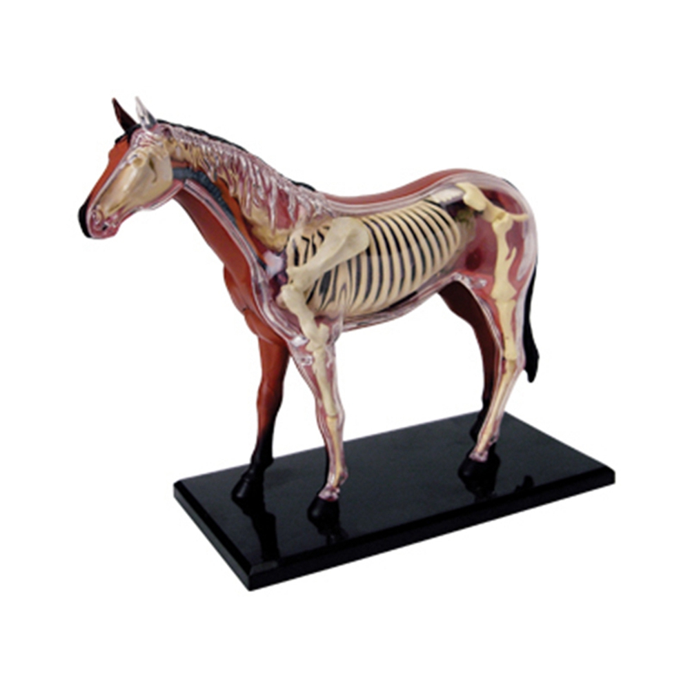 Science Toy - Dierlijke Orgel Anatomie Model 4D Paard