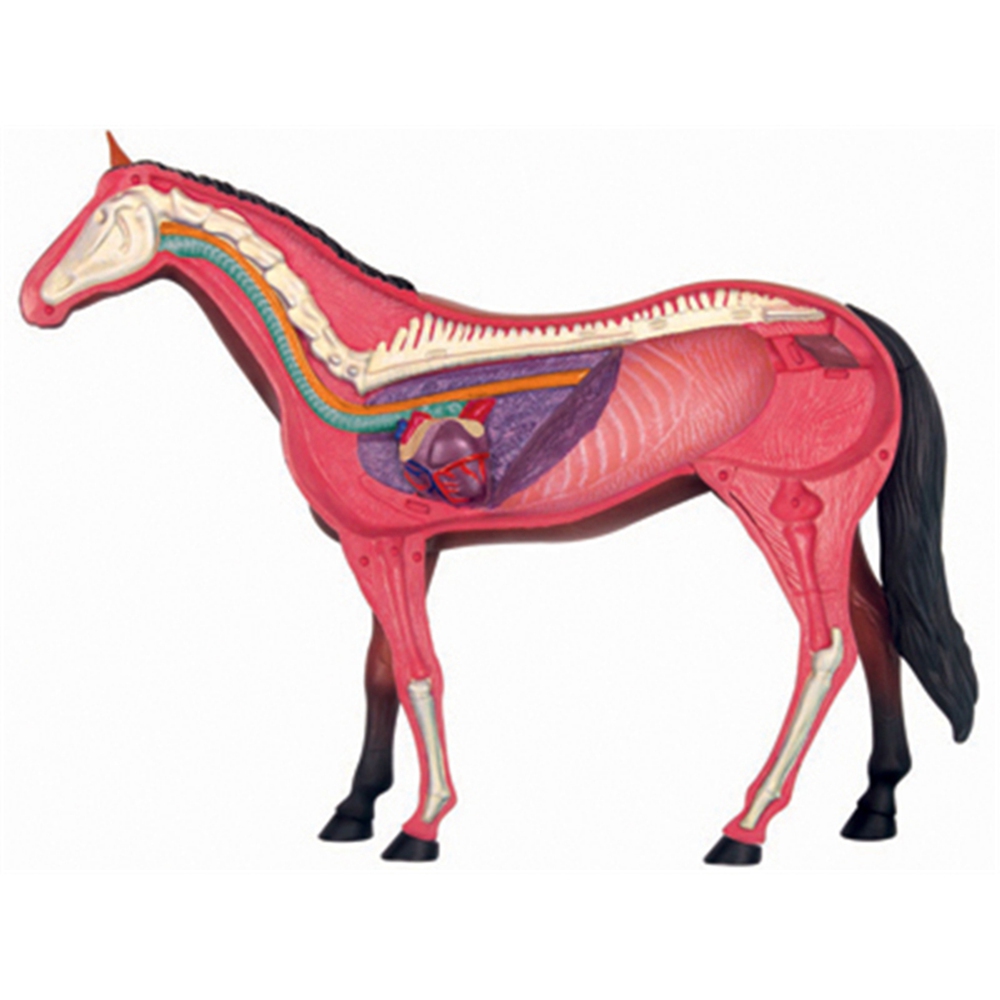 Dierlijke Orgel Anatomie Model - Science Toy recensie en prijs