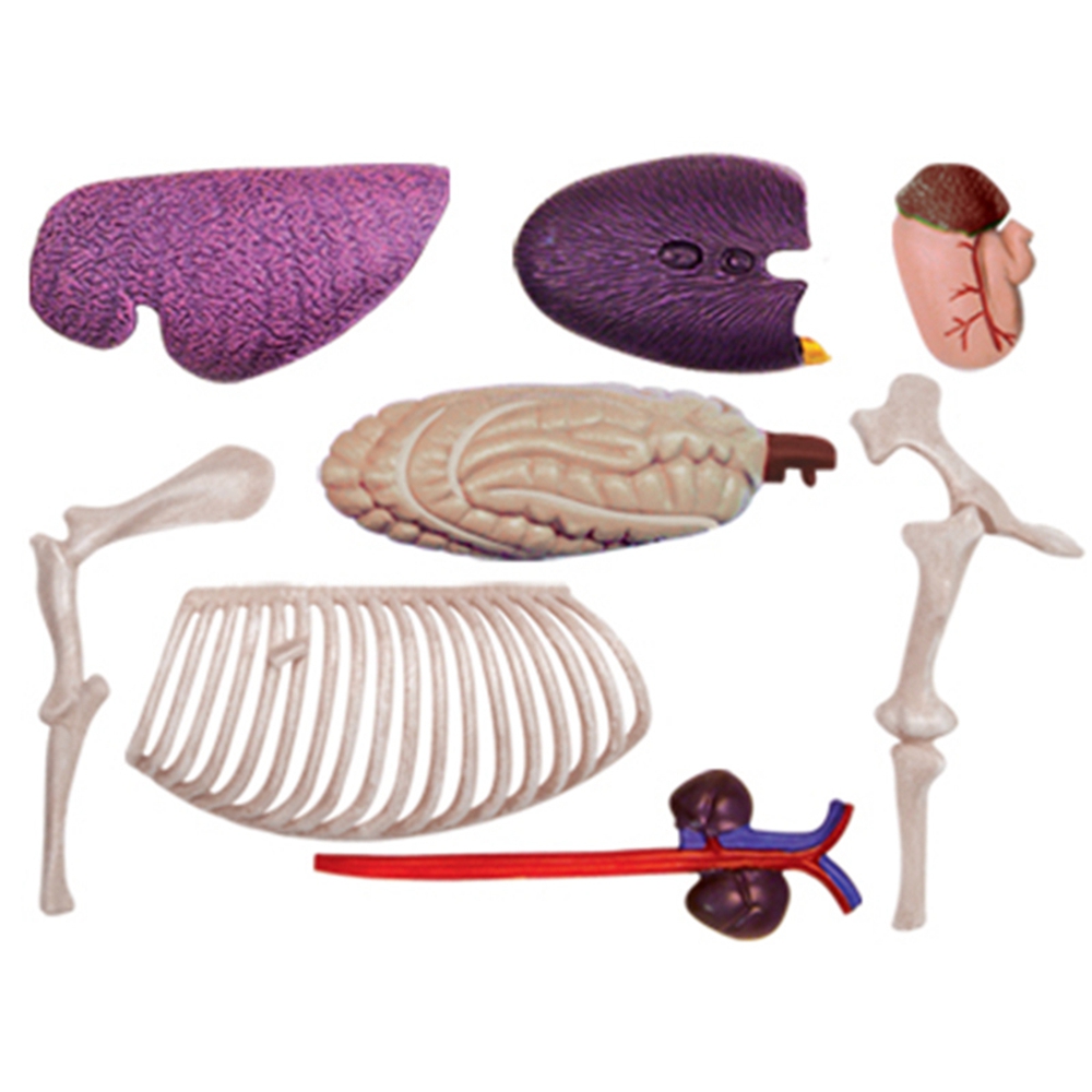 Dierlijke Orgel Anatomie Model - Science Toy recensie en prijs